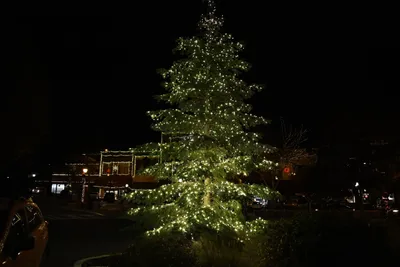 DSC_0037 (Large).JPG